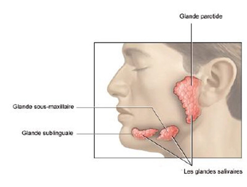 Types de cancers - Cancers rhinosinusiens - glandes salivaires